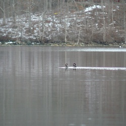Wildlife